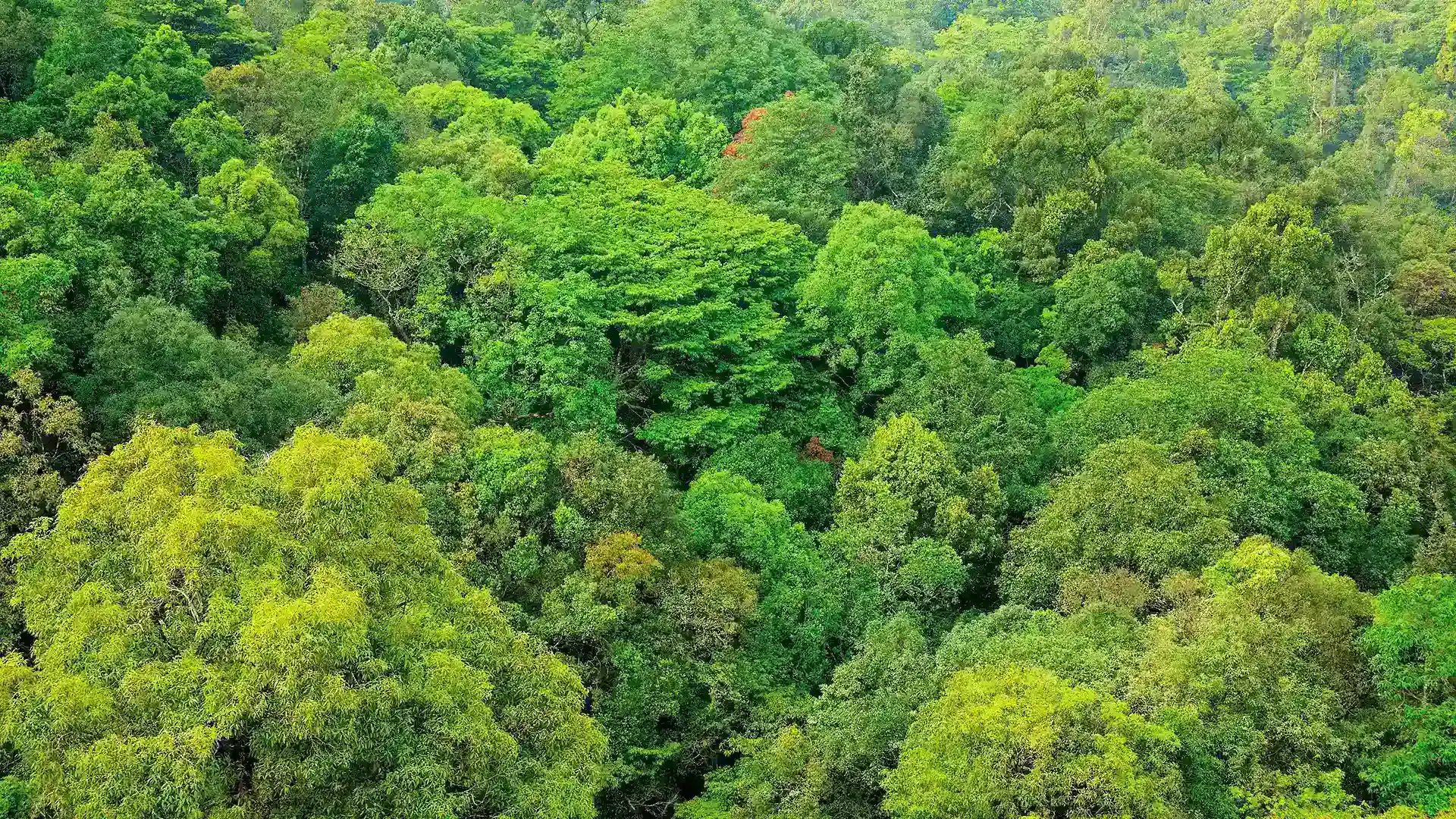 silent valley agali