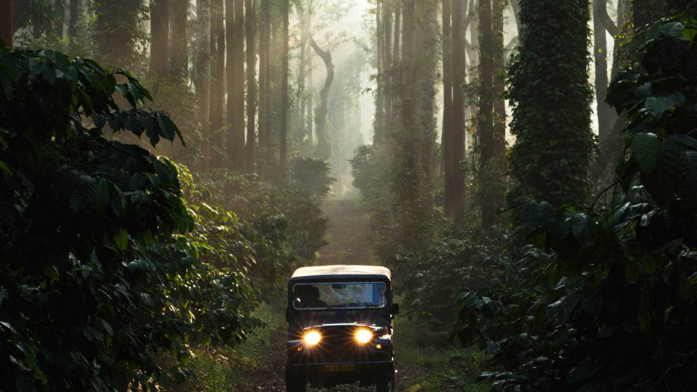 night safari